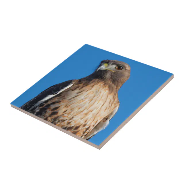 Magnificent Red-Tailed Hawk in the Sun Ceramic Tile