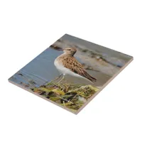 Least Sandpiper on the Mudflats Tile