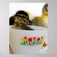 Duck in a Teacup