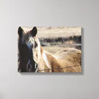 Pinto Pony Canvas Print
