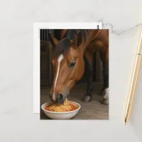 cute bay horse eating spaghetti postcard