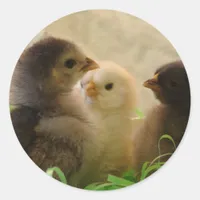 Easter Chickens Classic Round Sticker