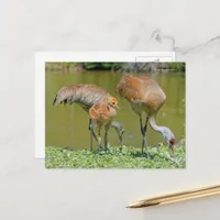 Sandhill Crane Parents and Chick Postcard