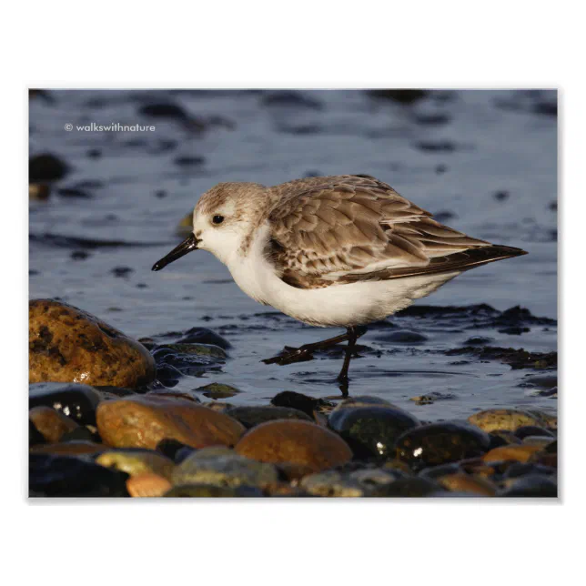 A Strolling Sanderling Photo Print