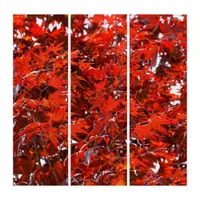 Japanese Red Maple Leaves Triptych