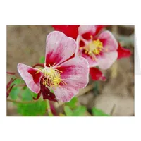 Pretty Columbine Flower All Occasions Cards