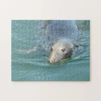 Cute Seal in Cape Cod Jigsaw Puzzle