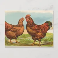 Rhode Island Reds Postcard