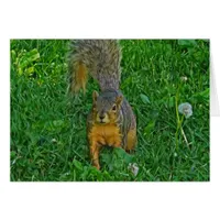 Cute Squirrel Photo Blank Card