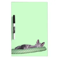 Dry erase - Gray cat with stuffed snake Dry Erase Board