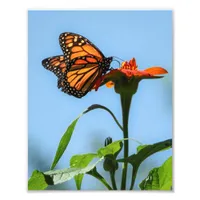 Monarch Butterfly Feeding on Orange Flower Photo Print