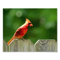 Northern Cardinal in Summer Nature Photography Photo Print