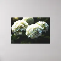 *~* Art White Hydrangea TV2 Stretched Canvas Print