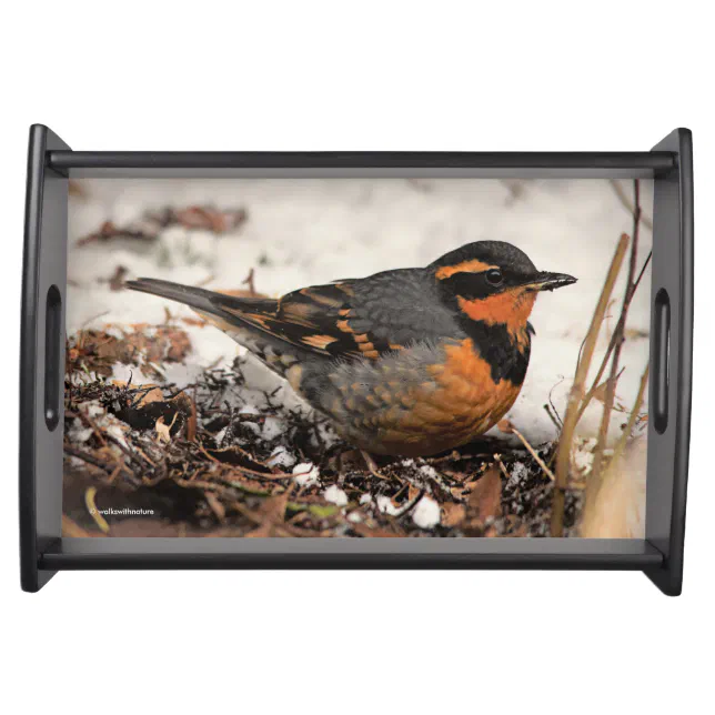 Stunning Varied Thrush Songbird on Snowy Ground Serving Tray