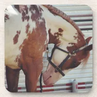 Pinto Drink Coaster