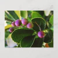 Curved Hearts Berry Postcard