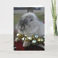 Lionhead Rabbit Christmas Holiday Card