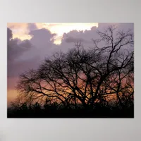 Skyscape Branches Poster