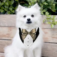 Black Tuxedo Suit Light Gold Bow Tie Pet Bandana Collar