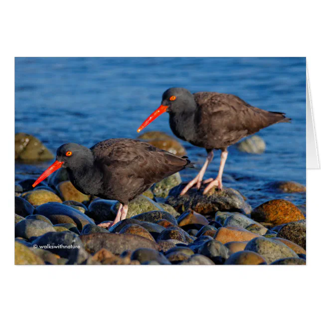 Black Oystercatcher See, Black Oystercatcher Do