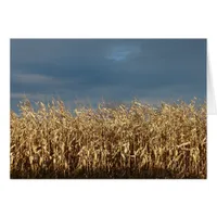 Corn Field