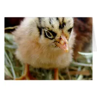 Chick