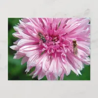 Pink Flower and Bugs Postcard