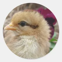 Chick