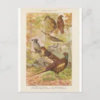 Pheasant and Other Game Postcard