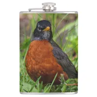 Curious American Robin Songbird in the Grass Flask