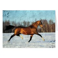 Winter Akhal-teke