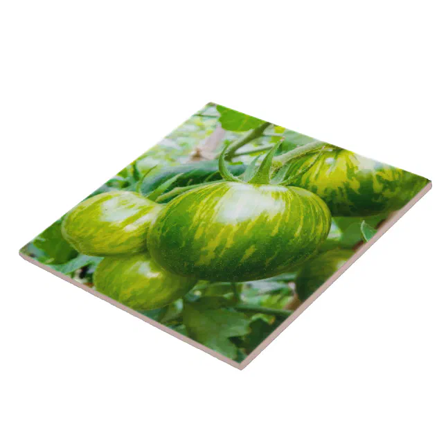 Green Zebra Heirloom Tomatoes on the Vine Ceramic Tile