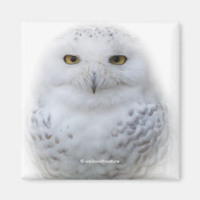 Beautiful, Dreamy and Serene Snowy Owl Magnet