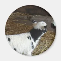Funny Face's Lamb Magnet