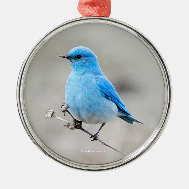 Beautiful Mountain Bluebird Songbird at the Beach Metal Ornament