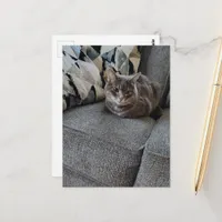 Adorable Grey Tabby Cat Postcard