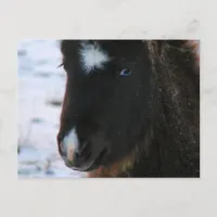 Adorable Mini Horse Filly Postcard