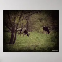 Kalona Dairy Cattle Poster