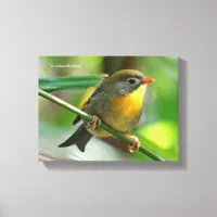 Colorful Leiothrix / Pekin Robin Songbird Canvas Print