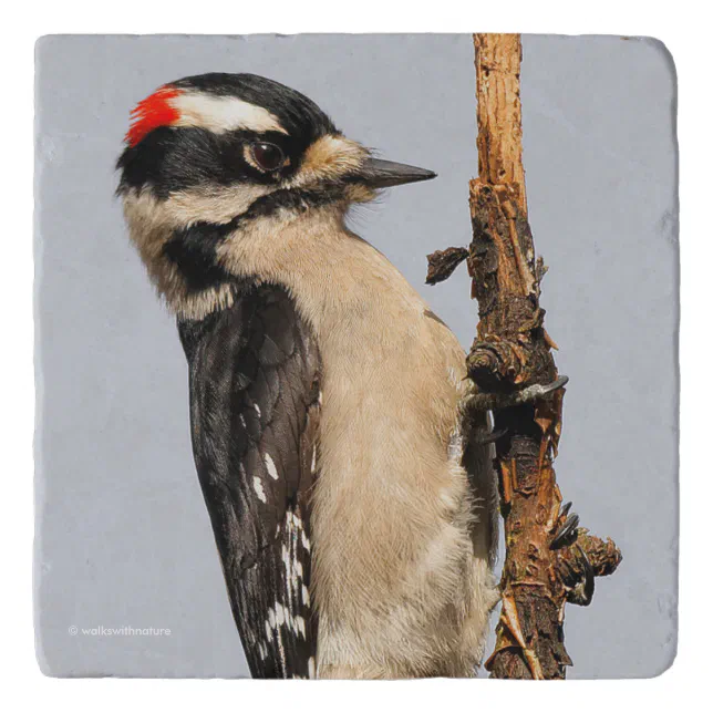 Cute Downy Woodpecker on Fruit Tree Trivet