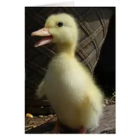Pekin Duckling