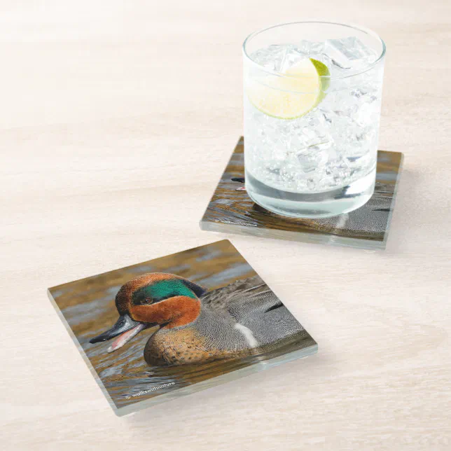 A Chatty Green-Winged Teal Duck at the Pond Glass Coaster