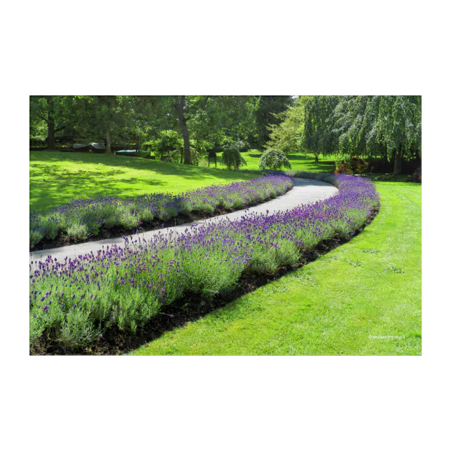 Stunning Lavender-Lined Garden Walk Landscape Acrylic Print