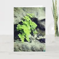 Early Spring Fern All Occasions Card