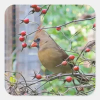 Cardinal on a Berry Branch in Winter Square Sticker