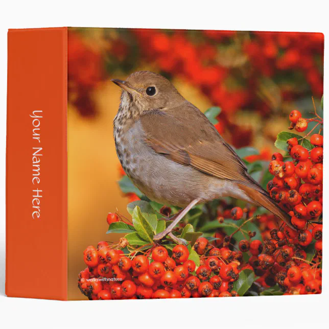 Hermit Thrush Songbird on the Scarlet Firethorn 3 Ring Binder