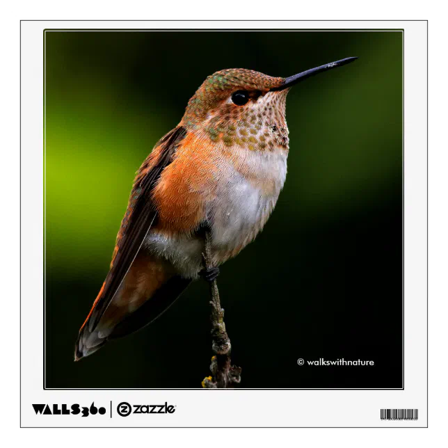 Adorable Rufous Hummingbird on Branch Wall Sticker