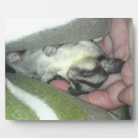 Sugar Glider Sleeping in Blanket Plaque