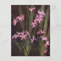 Wildflowers: Ragged Robin Postcard