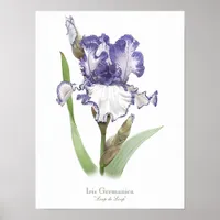 Purple Ruffled Iris Original Art Print